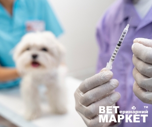 Вакцинація для котів та собак